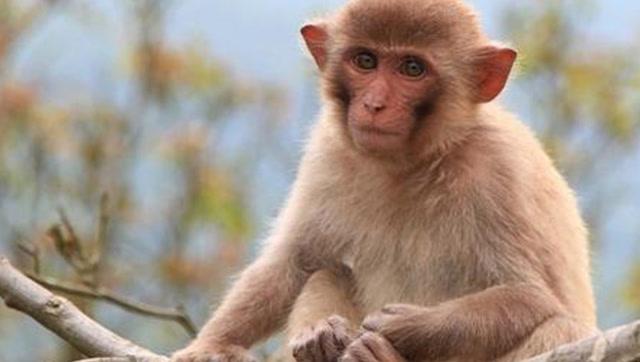 老人常说十猴九苦属猴人如果出生在这个月份最命苦
