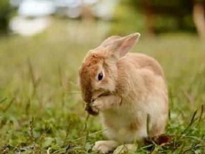 属兔的女生出生最好的月份:九月份属兔女生如果出生在农历九月份会有