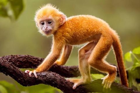 属猴人2021年佩戴什么开运吉祥物旺自己 属猴的2021年的吉祥物是什么