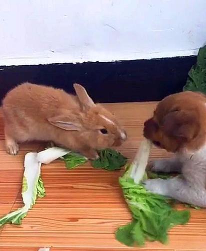 狗狗抢兔子菜叶边吃还边按住小兔子的头:别跟我抢