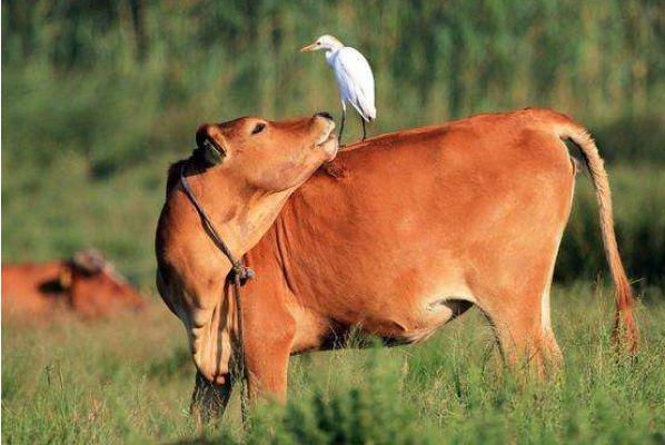 仔细尽力真挚是属牛的人的特性他总是以小心翼翼的情绪来面临事物