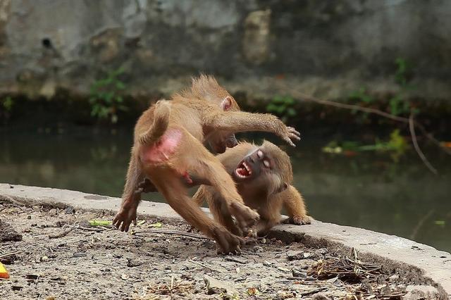 看起来似乎有什么深仇大恨似的但是平常的时候两只猴子感情非常好