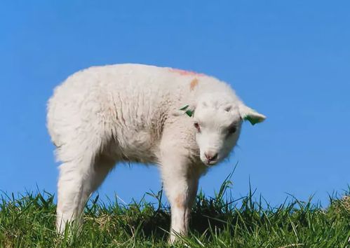 属羊女最怕出生几月属羊的犯月的话犯几月