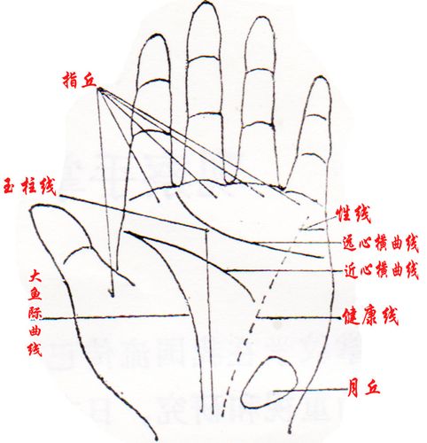 位于拇指根部与食指根部的中间形成曲线通向中指直下的掌根部