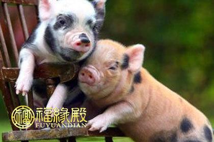 十二生肖 猪  在 十二生肖当中猪排名倒数第一位配属十二地支