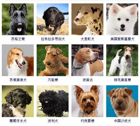 狗品种大全图片名字你最喜欢哪种狗狗呢