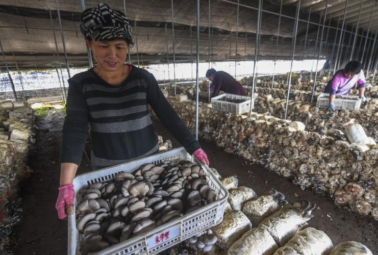 4月1日农民在阜城县阜城镇高小营村蘑菇生产基地搬运刚采摘的蘑菇.