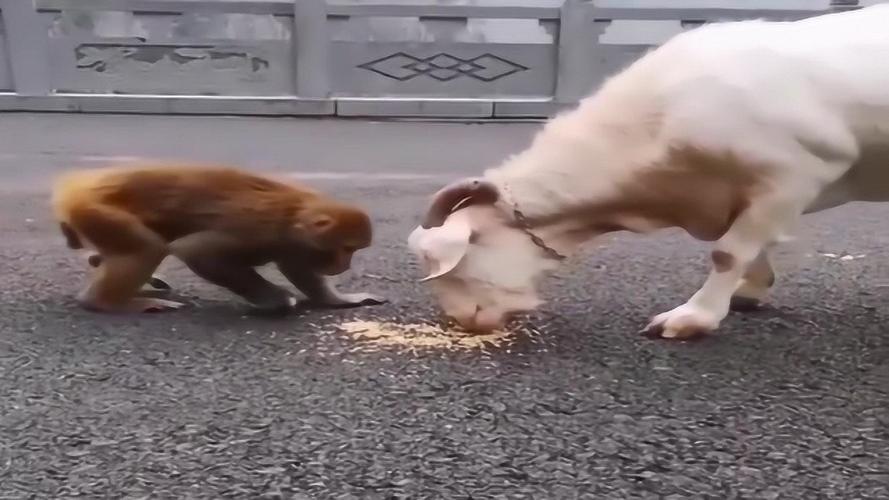 小猴子跟山羊抢食物竟然还敢扯羊的耳朵难道不怕羊子顶你吗