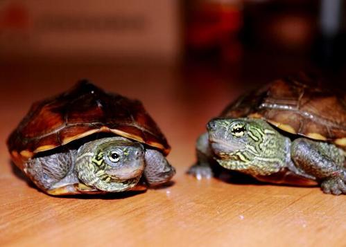 两只乌龟起名