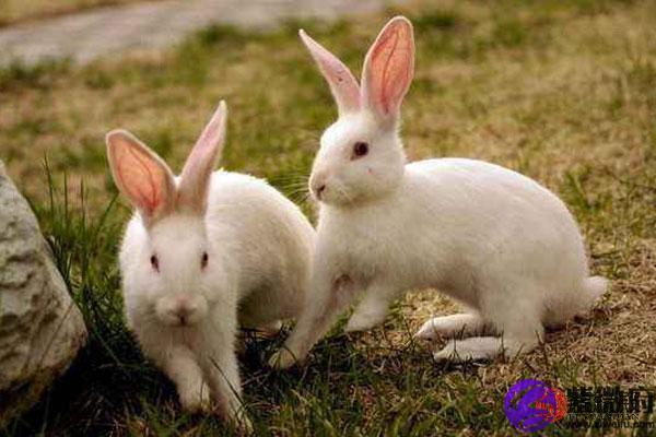 丁的五行属火卯为兔所以1987年是木兔之命六十甲子60年一循环所以