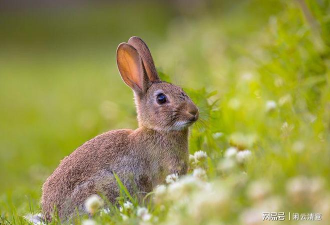 生肖属兔人多半头脑聪明个性温顺和蔼是一个十足温柔体贴类型的生肖