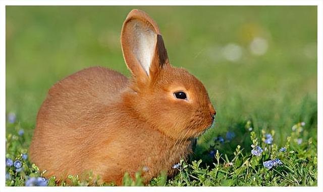 命山林之兔2023年它是一只性格温和适应环境能力强的兔子它不善于