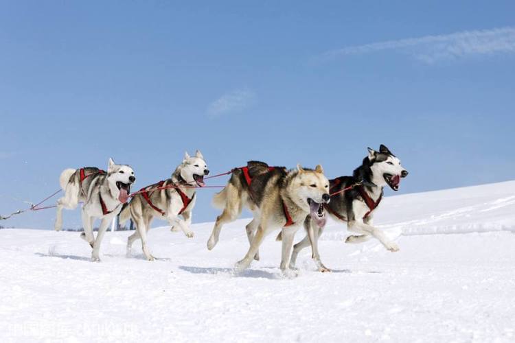 在高原冰川地形狗的优势就更加明显了:狗能爬坡一路都能用得上;马上