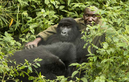 男子与猩猩们成为好朋友摄影师记录下他们之间深厚的感情