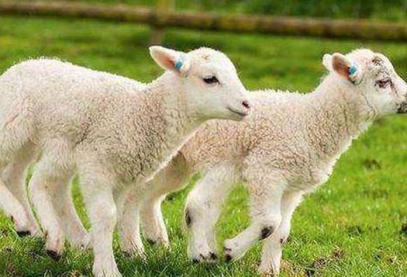 属羊人生在农历这几个月命最好男富女贵第一个就不得了|属羊|农历|
