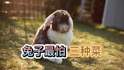养兔知识分享:兔子最怕三种菜