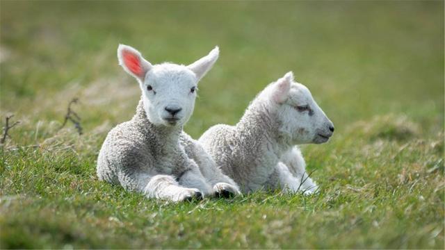 一只羊一年吃多少草料?养好羊的必备知识