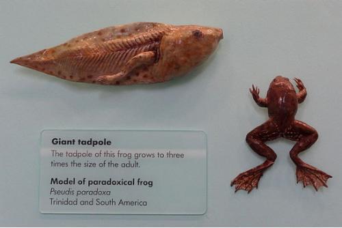 世界上最小的青蛙阿马乌童蛙体长仅7毫米