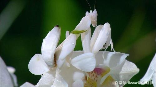 像兰花一样美丽的螳螂专骗蜜蜂来采蜜然后吃掉它们