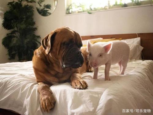 狗和小猪成了好朋友一起吃饭一起睡觉结果猪长胖后吓了狗一跳