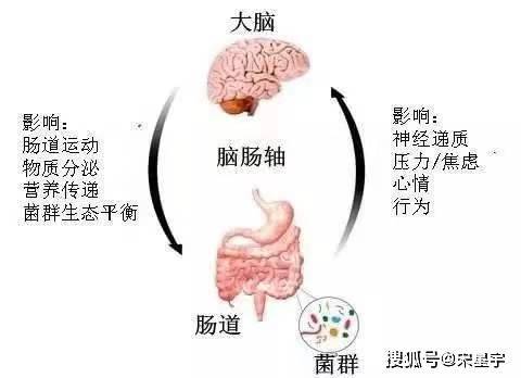 肠道因素肠道微生物肠黏膜炎性反应肠道动力异常中枢神经系统及