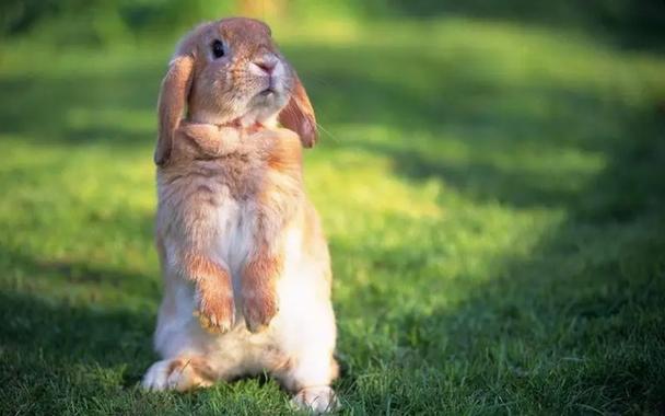 看着兔子的表情呆呆的但是它们的情感是十分丰富的.