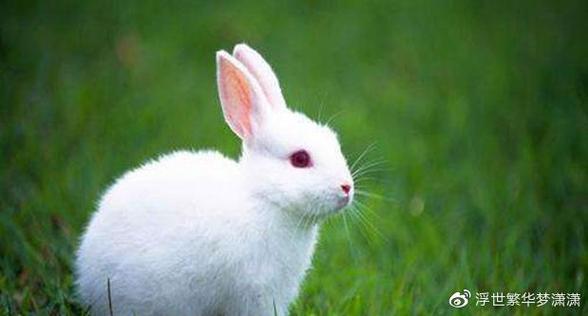 属兔生在几月最命苦:属兔的几月出生最好1987年
