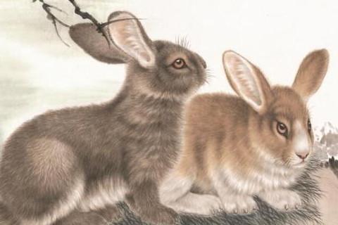 属兔的几月出生最好命生肖兔不同月份的命运