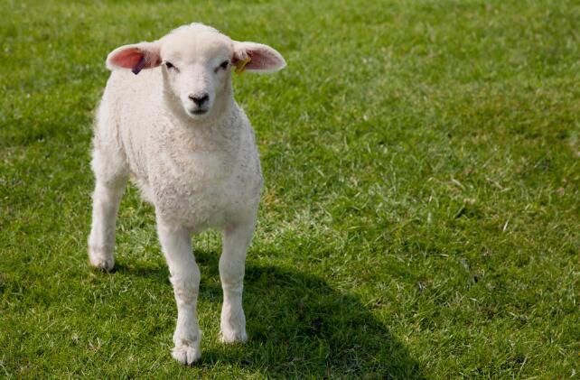 属羊的今年多大2020年属羊的几岁了