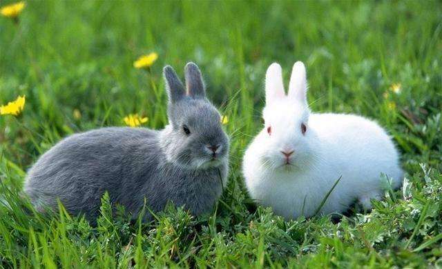 属兔人与什么生肖配对最佳属兔人与什么生肖配对最佳婚姻