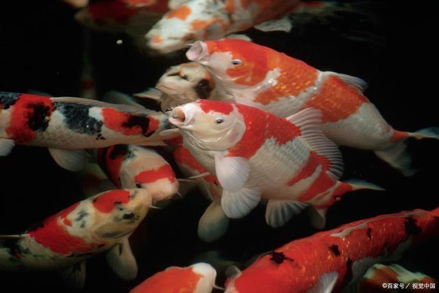 锦鲤好养锦鲤是普通的观赏鱼?色泽漂亮的日本锦鲤不寻常