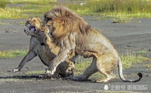 罕见一幕!狮子夫妇吵架 母狮对公狮怒吼还大打出手