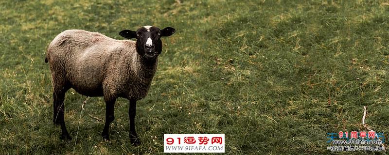 属羊的今年多大了2022年 2022年属羊的运气怎么样