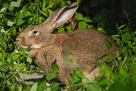 生肖兔和什么生肖最不合属兔的克星是什么属相