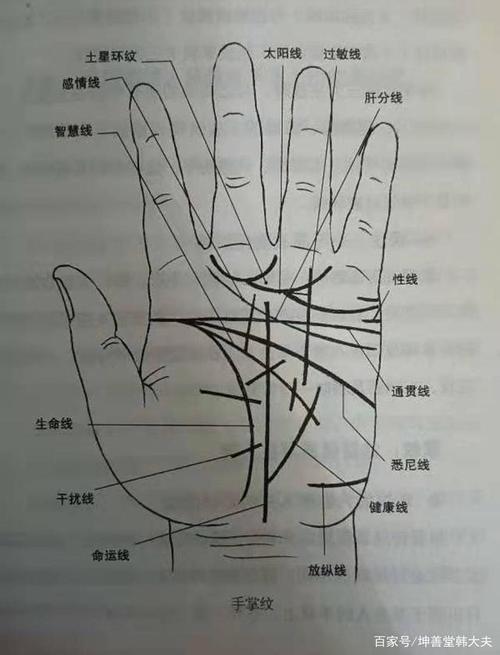 手掌中那些错综复杂的线手掌中间那条线是什么线