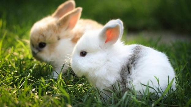 1987年10月出生的属兔人一生婚姻如何2019属兔人的运势如何