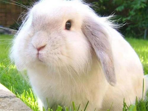 公认最可爱的4种兔子最后一种是世界最小宠物兔