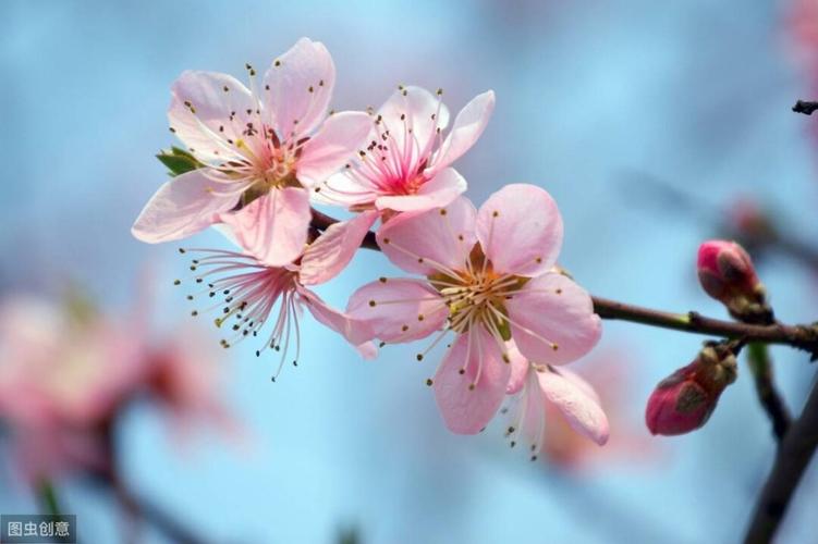桃花的样子和特点关于描写桃花的好词好句