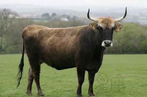1997年属牛的是什么命97年出生的牛五行属什么