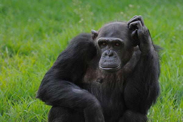 黑猩猩有感情