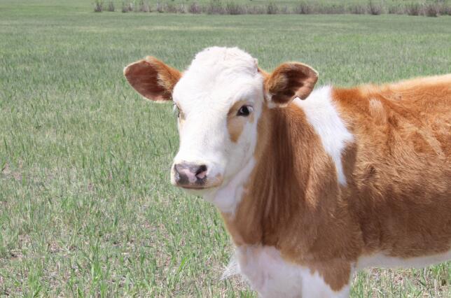 属牛的几月出生最好牛宝宝几月出生命最好