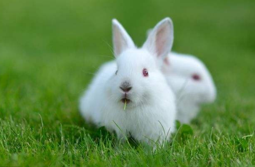 因为三月出生的兔子是比较的聪明活泼的而且思路比较开阔有着超人的