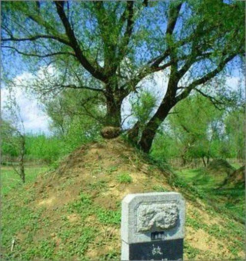 坟墓上有树风水如何坟墓风水树怎么摆放位置