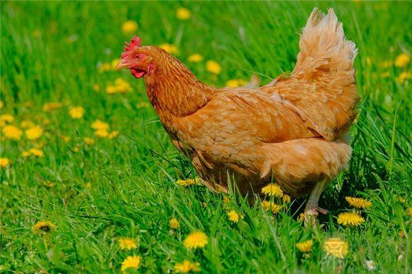 2017年出生之人属鸡此年在天干地支纪年法中为丁酉鸡年在甲子纳音表