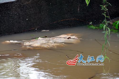 腐烂动物浮尸赣江 市民担忧不打捞会污染自来水取水口