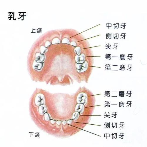 宝宝出现小乳牙早失时赶快带到牙科做牙齿间隙保持不然会影响恒牙的
