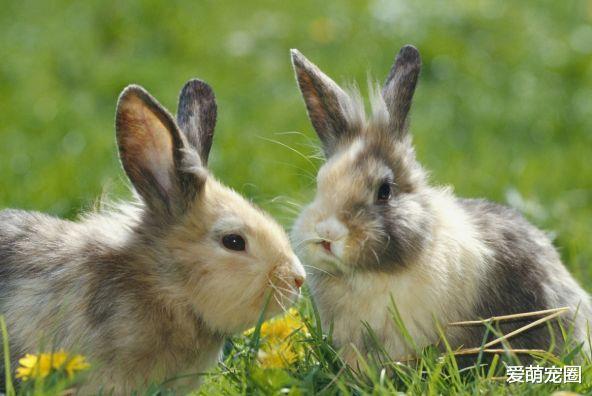 生肖兔的朋友不只天生脑筋比较聪明并且干事认真他们对人更是热心有