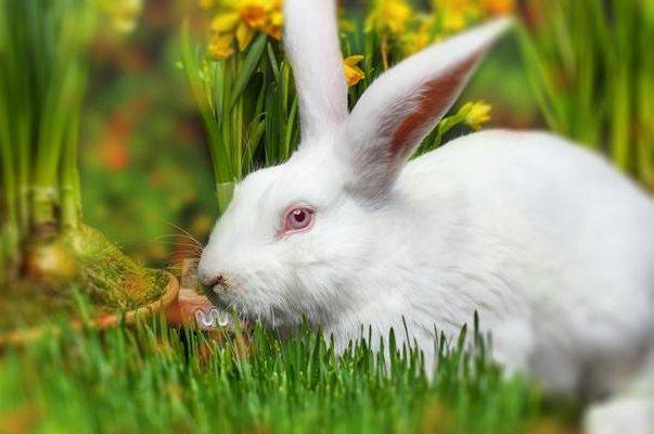 1975年生的大金兔本是本分人的属兔人8月能激发善缘成横财运不仅不