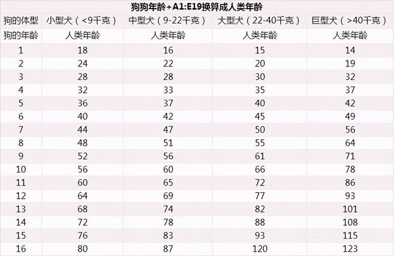 > 内容属狗的多大(奉上狗狗的年龄对照表) 很多宠主认为狗狗1岁=人的7