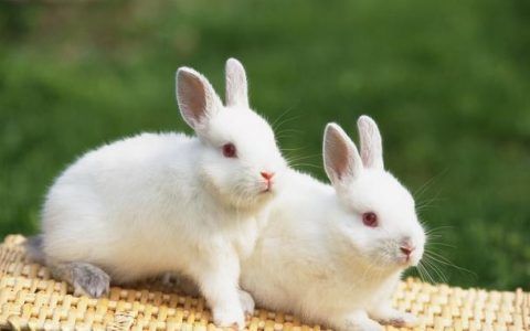 鼠和兔相配婚姻如何属兔和属鼠相配吗?为什